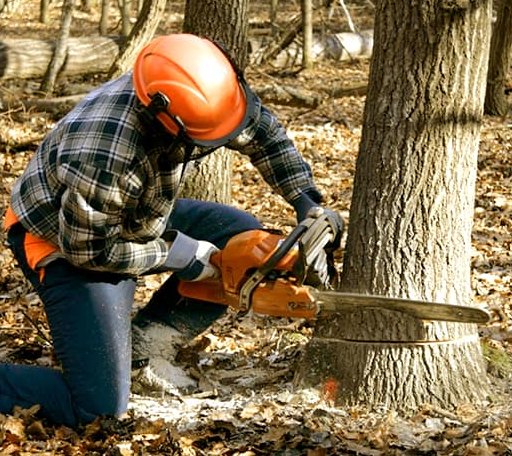 Tree Removal in Vassar, MI